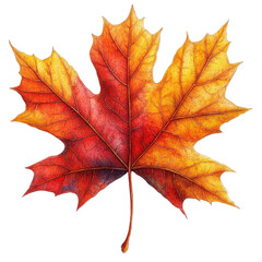 Obraz premium Vibrant Maple Leaf: A captivating, colorful close-up of a single maple leaf, showcasing the exquisite details of autumn and the beauty of nature.
