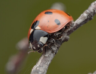 The image shows a ladybug with red wings and black spots. It is sitting on a stem, with black and white markings clearly visible on its body. The background is dark and blurred.