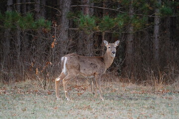 Odocoileus virginianus Whitetail Virginia Deer standing outside near a forest.