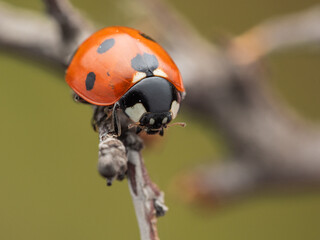 The image shows a ladybug with red wings and black spots. It is sitting on a stem, with black and white markings clearly visible on its body. The background is dark and blurred.