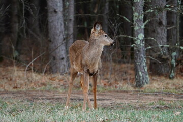 Fototapeta premium Odocoileus virginianus Whitetail Virginia Deer standing outside near a forest.