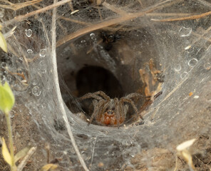 The image depicts a close-up of a spider near the entrance of its web, located in the grass. The spider has reddish-brown legs and a dark body, likely a funnel-web or grass spider
