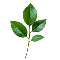 Fototapeta premium Lush green leaves on a stem against black background