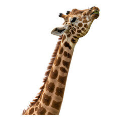 Long-necked giraffe looking forward with a gentle expression