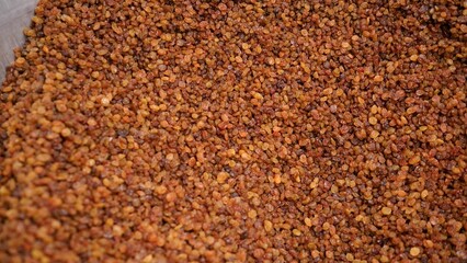 Production line workers filling metal containers with dried grapes during food processing, showcasing industrial raisin manufacturing workflow