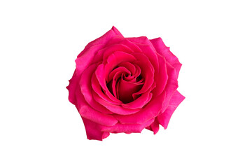 Bright pink rose isolated on white background. Close-up.