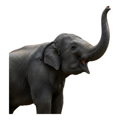 Obraz premium Large Elephant with Extended Trunk