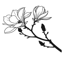Fototapeta premium branch of a tree with leaves