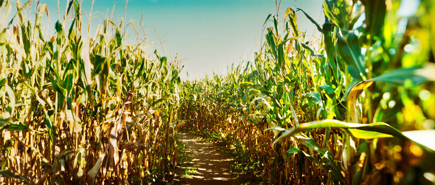 Panoramic corn crop in a field, New York State, USA.