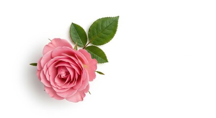 Pink Rose on White Background - Photo