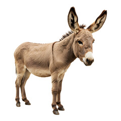 Brown Donkey Standing in Profile