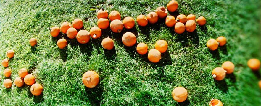Panoramic pumpkin patch, New York State, USA.