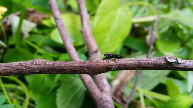 The Black Soldier Fly (BSF), known as Hermetia illucens, is a fascinating insect gaining global attention for its remarkable ability to recycle organic waste and produce valuable resources.