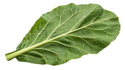 Obraz premium A vibrant green collard leaf featuring prominent veins and a smooth surface, showcasing its fresh and nutritious appearance.
