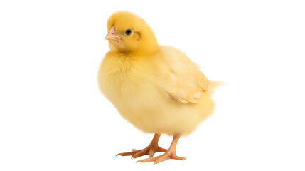 A small fluffy yellow chick standing against a black background alone isolated on transparent background	