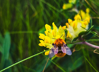 The bumblebee on a yellow flower