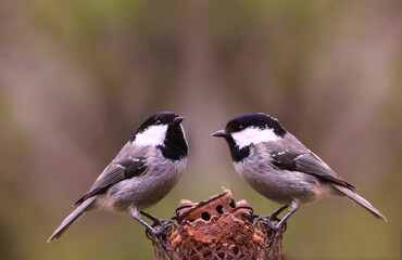 Two coal tit are sitting on the feeder... neither wants to give in, but both are afraid to make the first move...