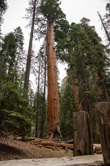 Large Giant Sequoia Trees in Sequoia National Park in California.