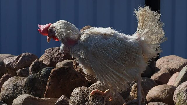 White domestic chickens molt outside
