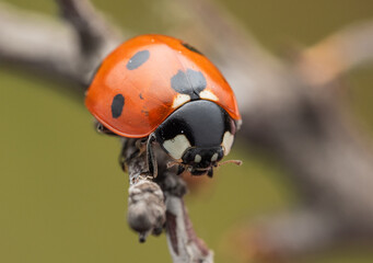 The image shows a ladybug with red wings and black spots. It is sitting on a stem, with black and white markings clearly visible on its body. The background is dark and blurred.