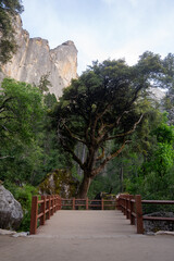 Large tree at the end of a wooden footpath at Yosemite National Park.  Shot in the summer.  Located near Bridal Veil falls.