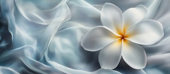A photographed copy space image of the national flower of The Islands of Tahiti, the tiare Tahiti or Tahitian gardenia, Gardenia taitensis, featured in Tahiti, French Polynesia