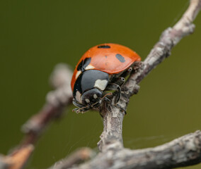 The image shows a ladybug with red wings and black spots. It is sitting on a stem, with black and white markings clearly visible on its body. The background is dark and blurred.