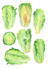 Watercolor set of Napa cabbage