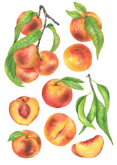 Watercolor set of peaches