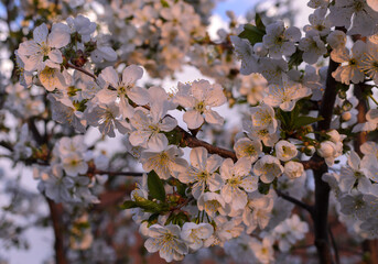 cherry blossom branches with white flowers