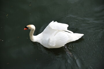 White swan on a lake