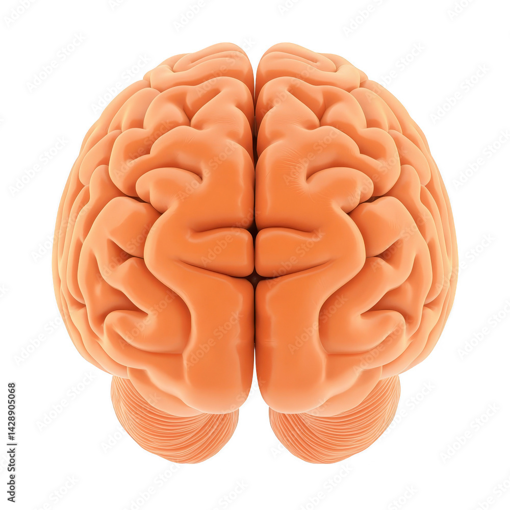 Poster realistic 3d rendering of human brain, showcasing intricate details of cerebral cortex and brain str