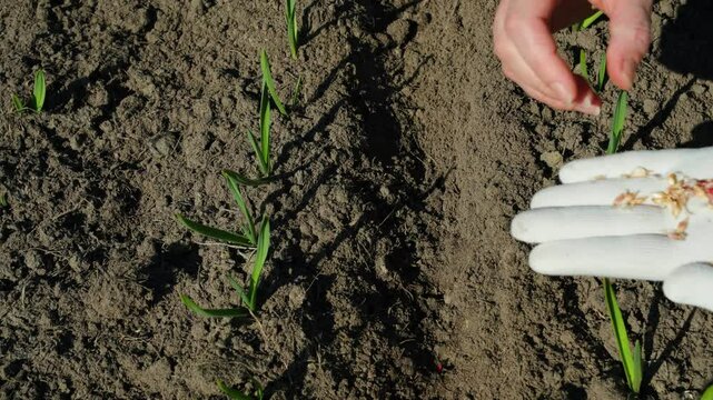 A woman plants garlic seeds between rows of already growing garlic in a vegetable garden, top view. Planting seeds in spring