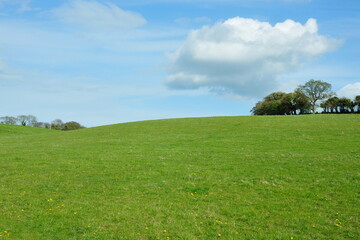 Landscape view of a beautiful green grass field and blue sky with white fluffy clouds