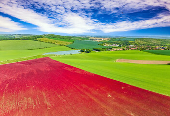 Blooming red rapeseed.