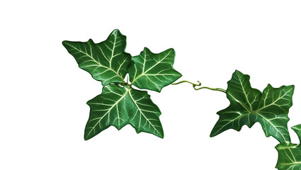 Ivy leaf branch on black background botanical green leaves detail