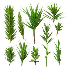 Fototapeta premium Green Plant Cuttings Variety Collection Tropical Foliage