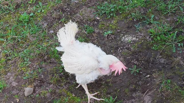White domestic chickens molt outside