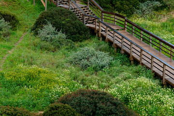Wooden stair step and plank footpath with flowers blooming in spring garden at park .Peaceful nature background in summer scene with brown wooden walkway bridge through forest wild nature