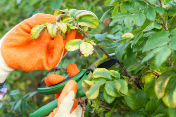 Woman cutting dry branches of rose with pruning shears in garden