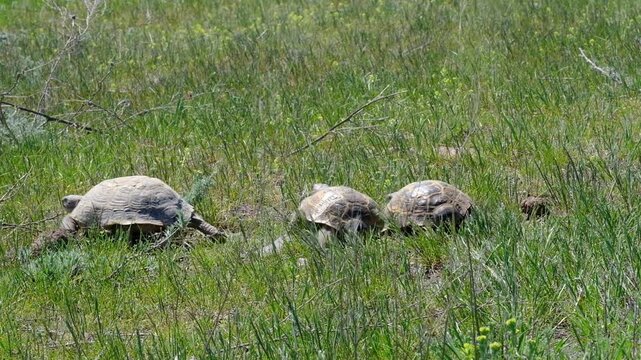 Mating games of Central Asian tortoises, two males fight and push each other for the attention of a female in the spring steppe