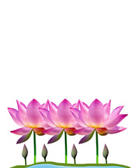 Beautiful Pink Lotus Flowers with Buds on Pond – Isolated Botanical Floral Illustration on White Background