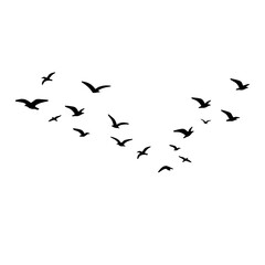 flock of birds illustration