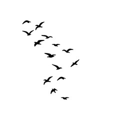 flock of birds illustration