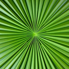 Obraz premium Palm Leaf Closeup: Tropical Greenery Detail, Nature Close-up Garden Picture