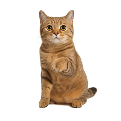 Fototapeta premium Adorable Cat Asking for Attention: A curious, golden-brown cat with striking eyes sits and extends a paw as if requesting interaction, captured in a studio setting.