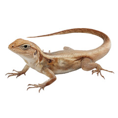 Obraz premium Captivating Lizard with Unique Textures on a white background.