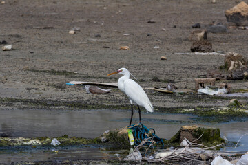 A lone egret stands amidst pollution, contrasting nature's beauty with environmental impact in a littered wetland.