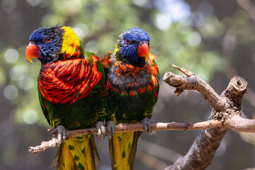 Rainbow lorikeet or Loriinae parrot on  tree branch