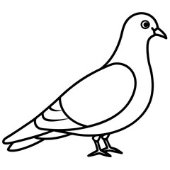 Graceful Pigeon Line Drawing